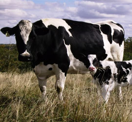 Holstein dairy cow and calf