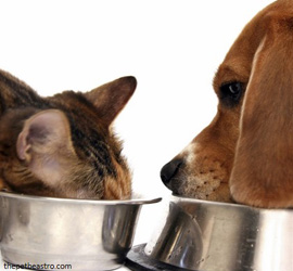 Dog and cat eating food out of their own bowls