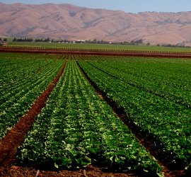 Lettuce field, Salinas Valley