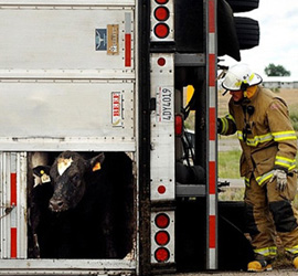 cowtrailer-firefighter-blogsize