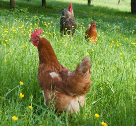 Chickens in field