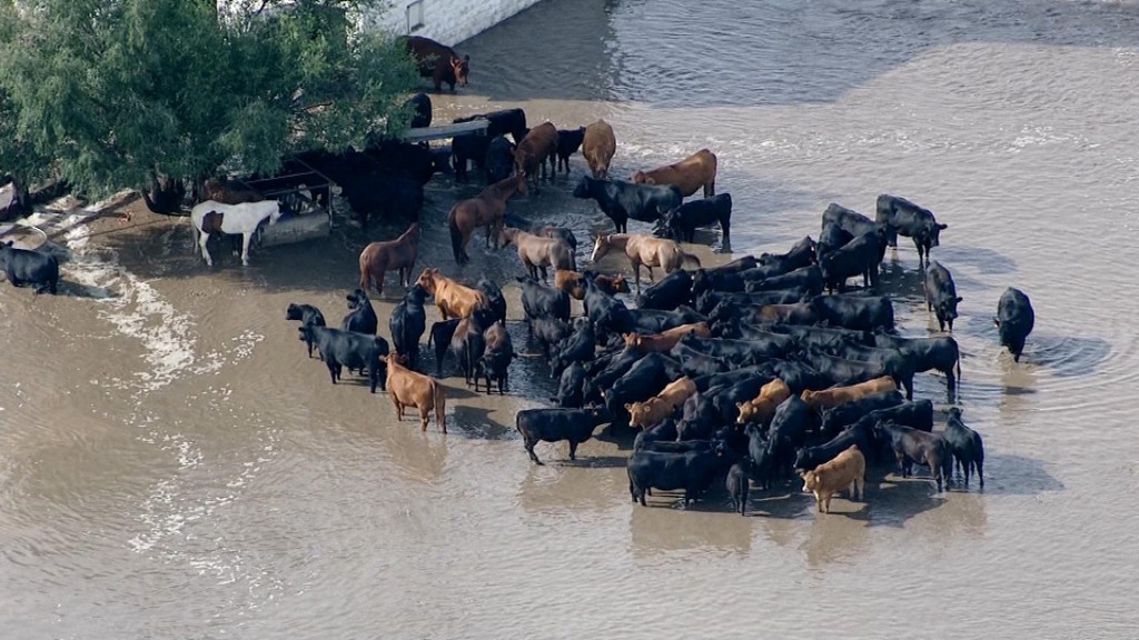 Cattle in flooded field