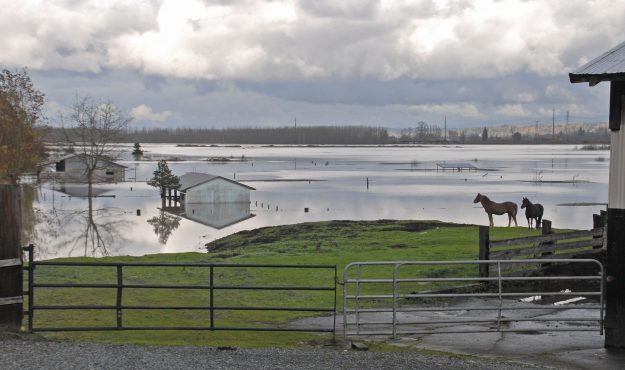 Two horses standing on high ground on ranch during flood.
