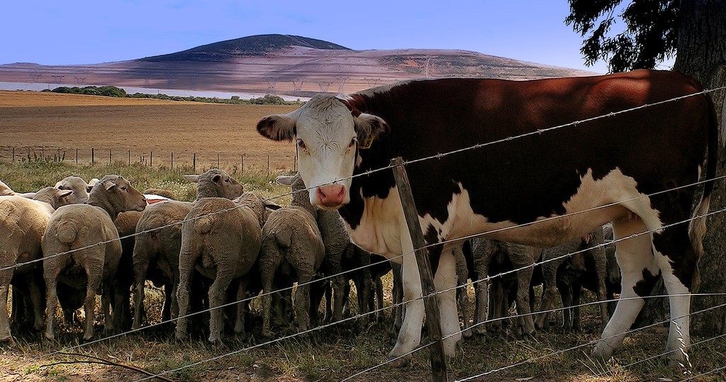 Cattle and sheep in field