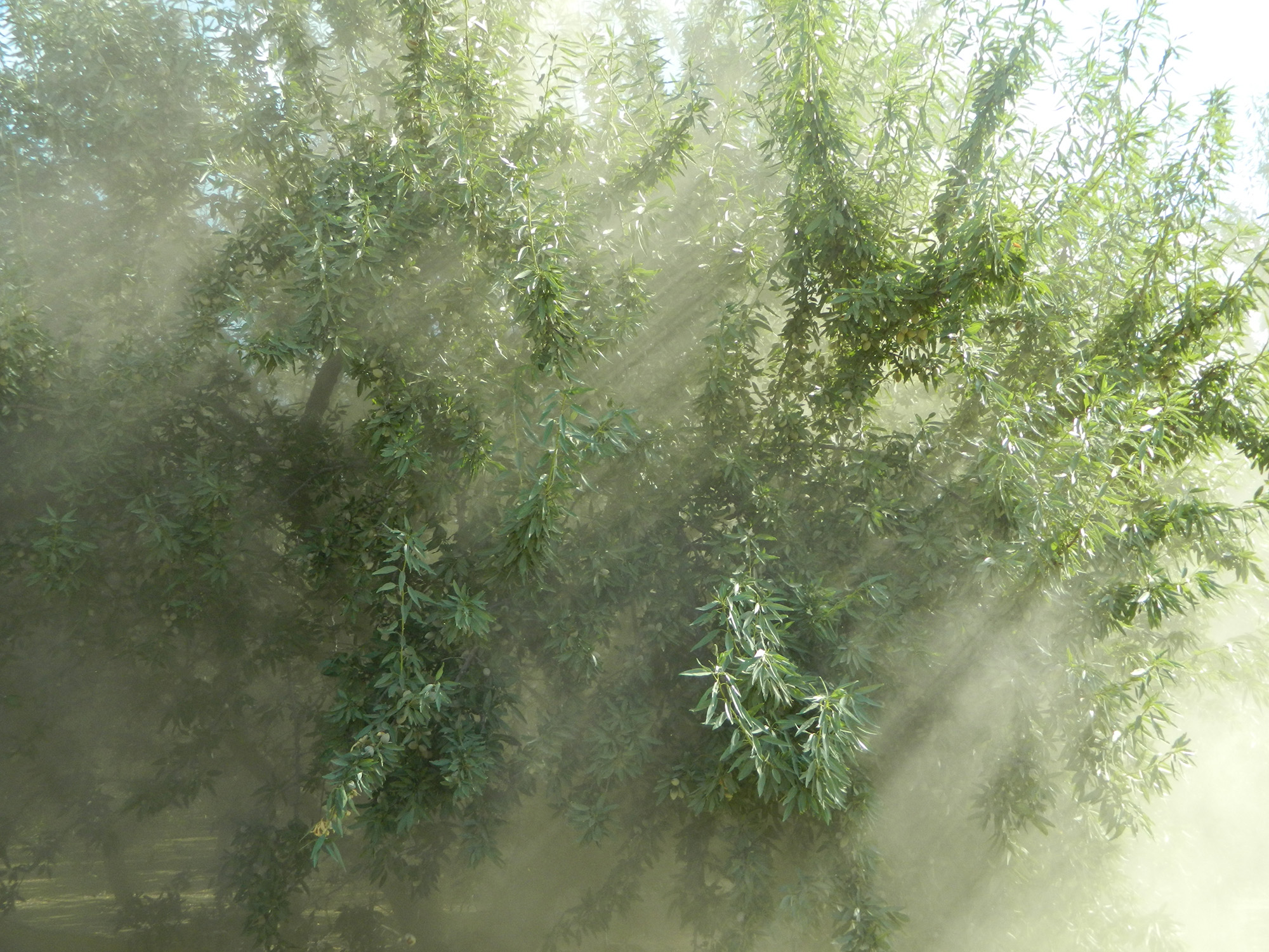 Harvesting almonds, shows dust and sunlight through tree banches