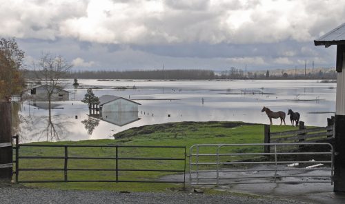 Snohomish WA Two horses on high ground during flood