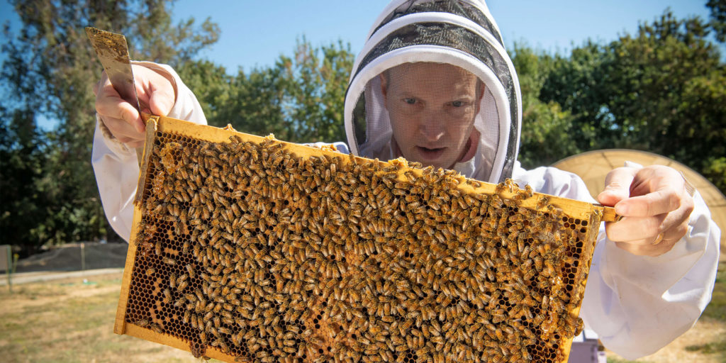 Honey bee health is vital, we need veterinarians to help keep them healthy. Honey bees play a critical role in agricultural production and pollinate roughly one-third of all food eaten in the United States. Safeguarding their health is of the utmost importance.