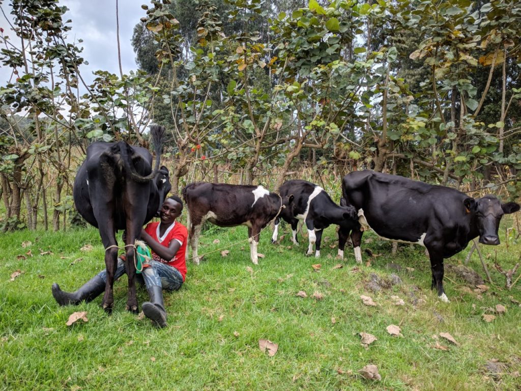 In Rwanda, cows are culturally revered and given as gifts, which create a lasting bond of goodwill and camaraderie between the giver and receiver. Because cows hold such esteem in Rwanda, the Gir’inka program, which provides a poor family a cow, has been successful in alleviating malnutrition and poverty.